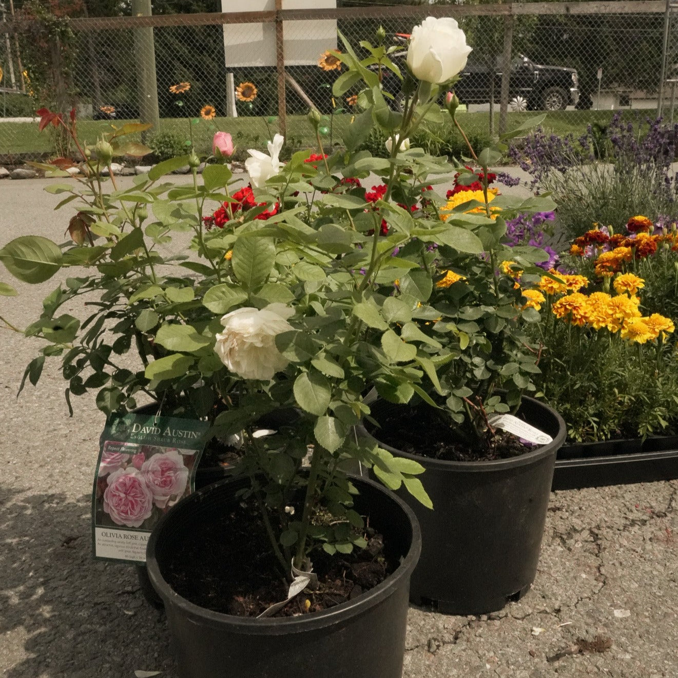 Rose shrubs