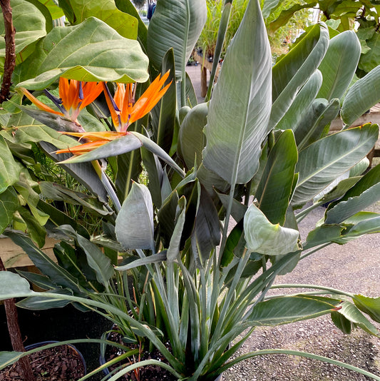 Pemberton Flowers, Pemberton Valley Nurseries, tropical plants, birds of paradise