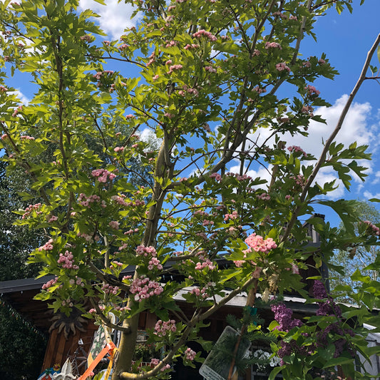 pemberton valley nurseries, pemberton flowers, pemberton plants, pemberton trees