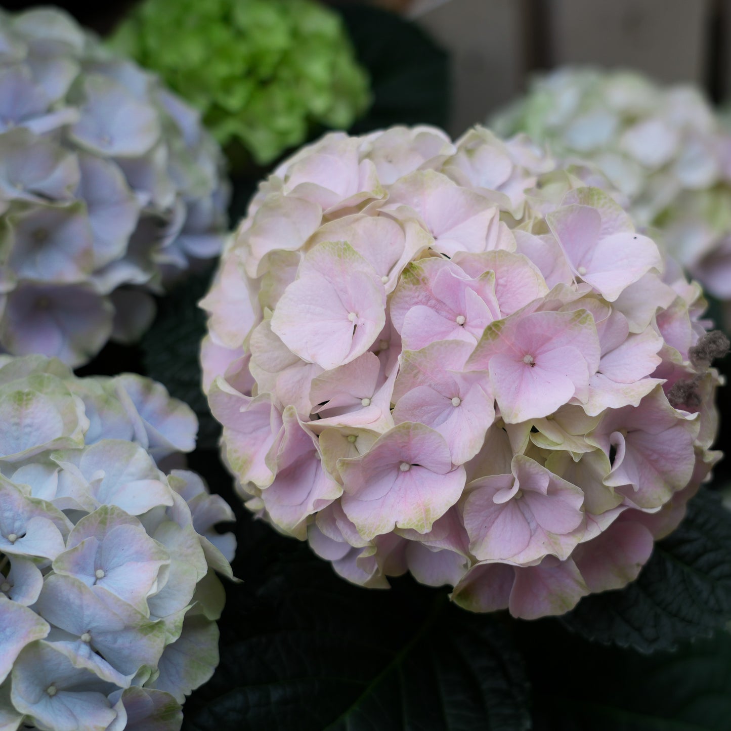 Indoor Hydrangea