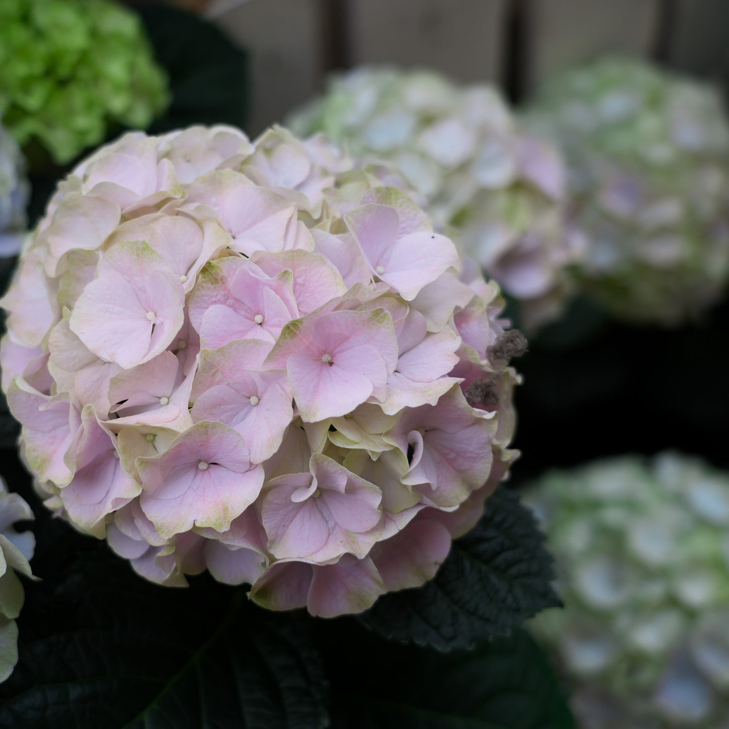 Indoor Hydrangea