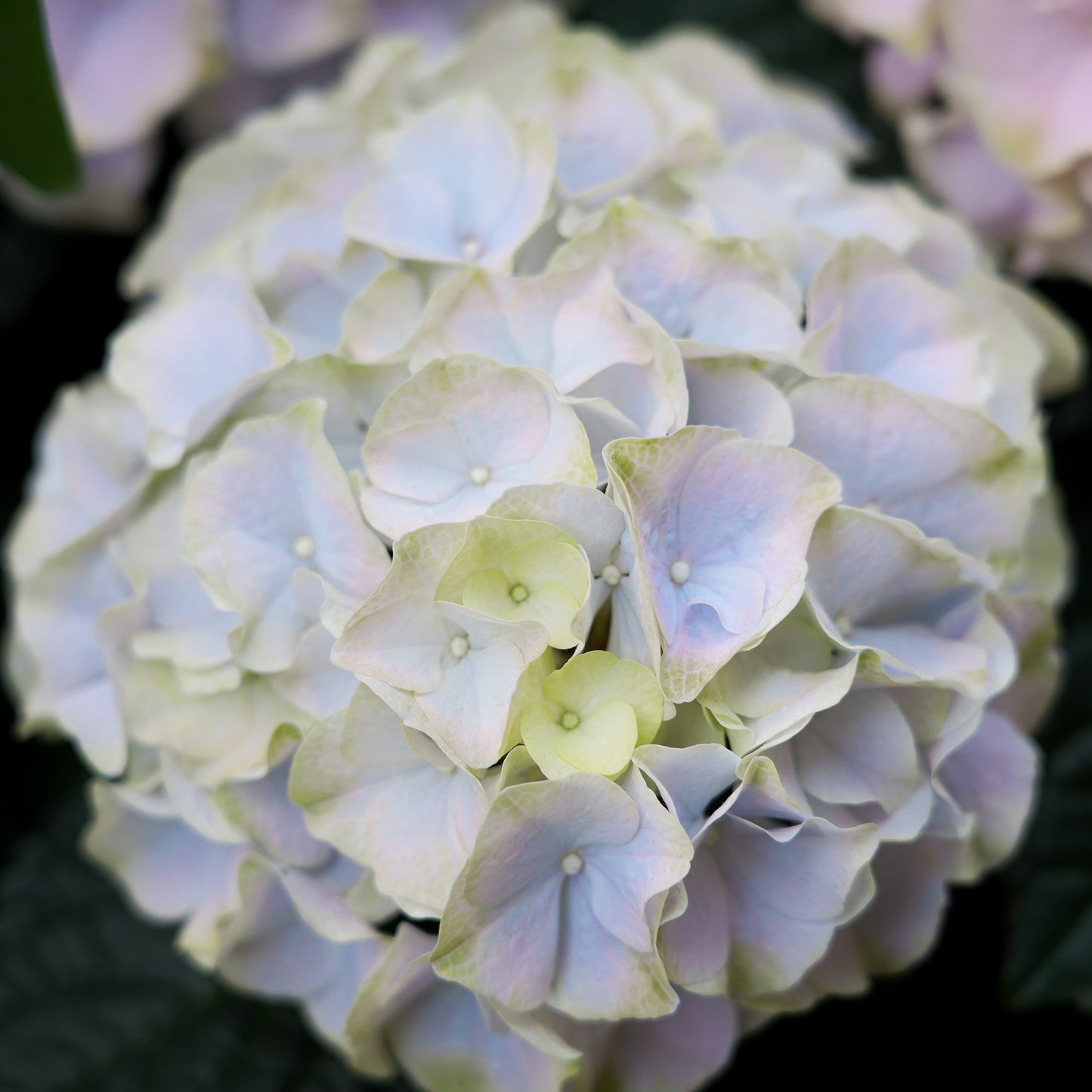 Indoor Hydrangea