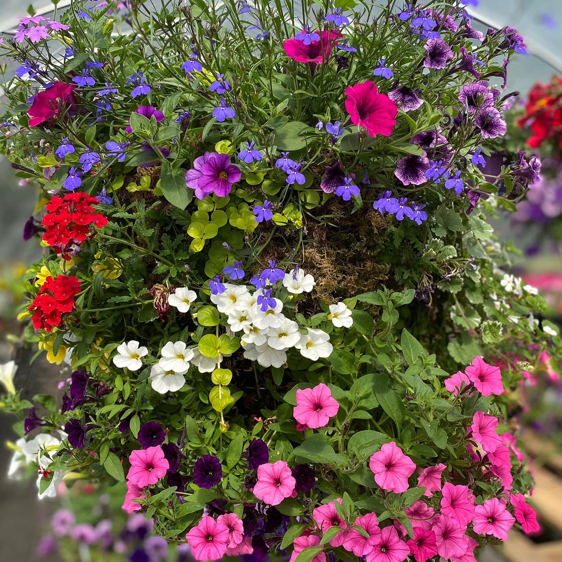 pemberton valley nurseries, pemberton flowers, pemberton plants, pemberton trees
