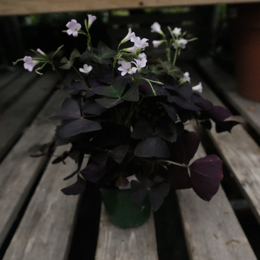 Oxalis