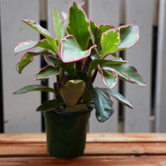 Peperomia Clusiifolia Ginny house plant, pemberton valley nurseries, pemberton flowers, pemberton plants, pemberton trees, Pemberton Greenhouse, Pemberton Farm