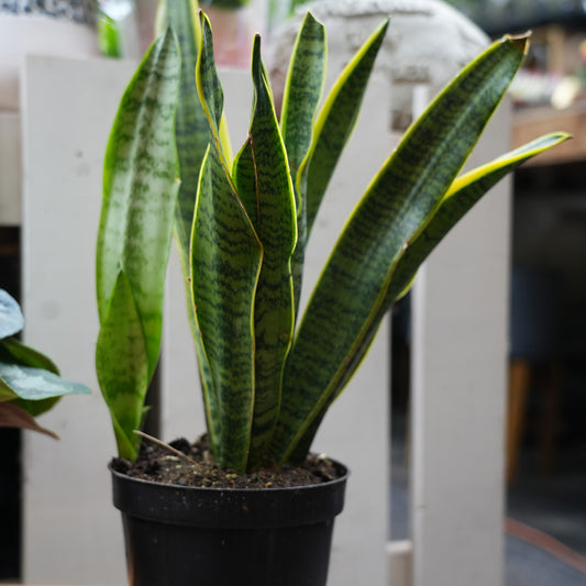 Snake Plants