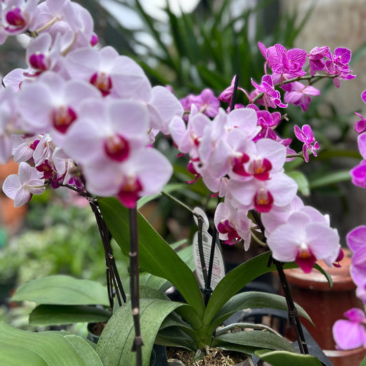 Valentine's Day Flowers