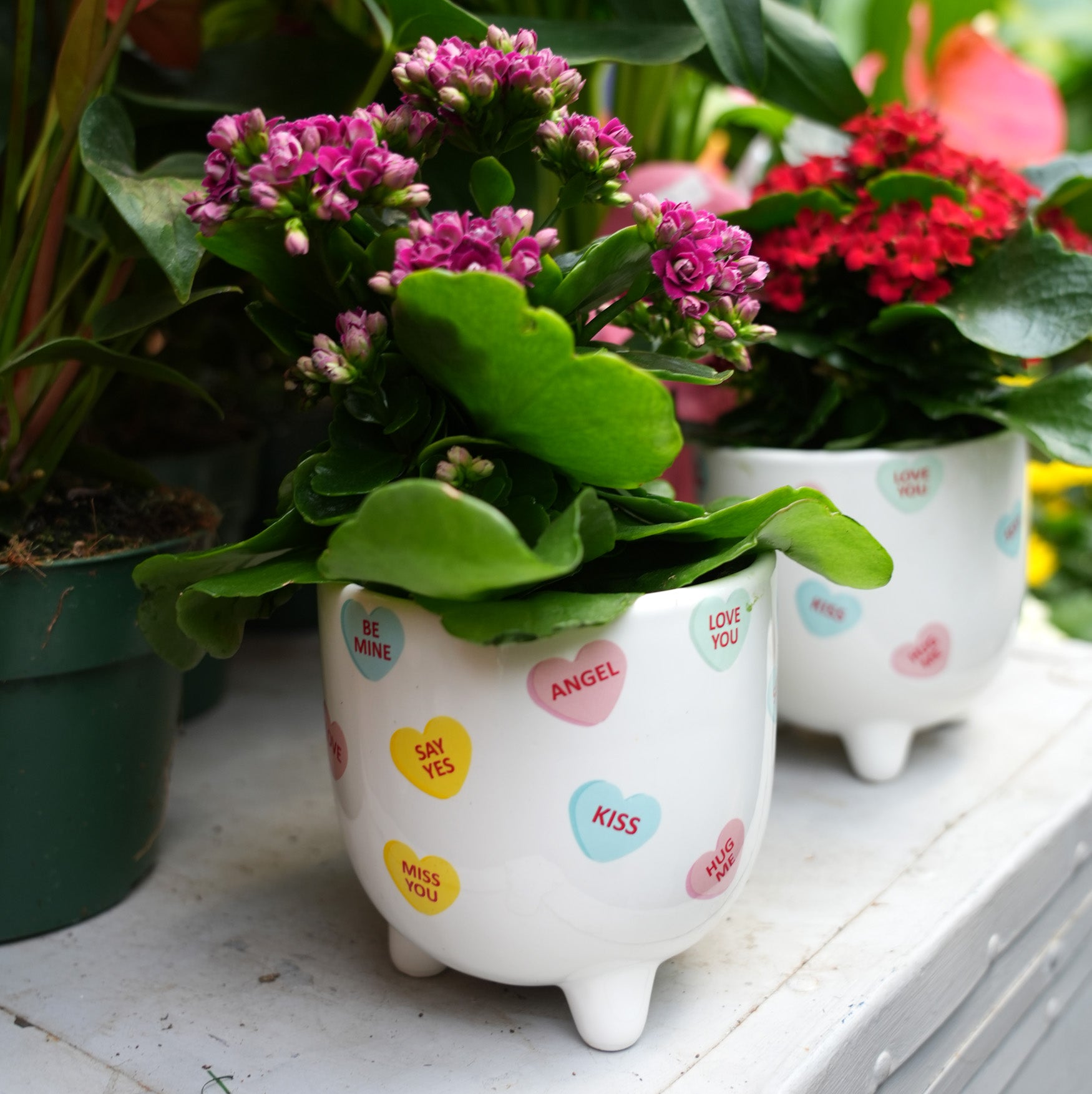 Valentines Day plant pots