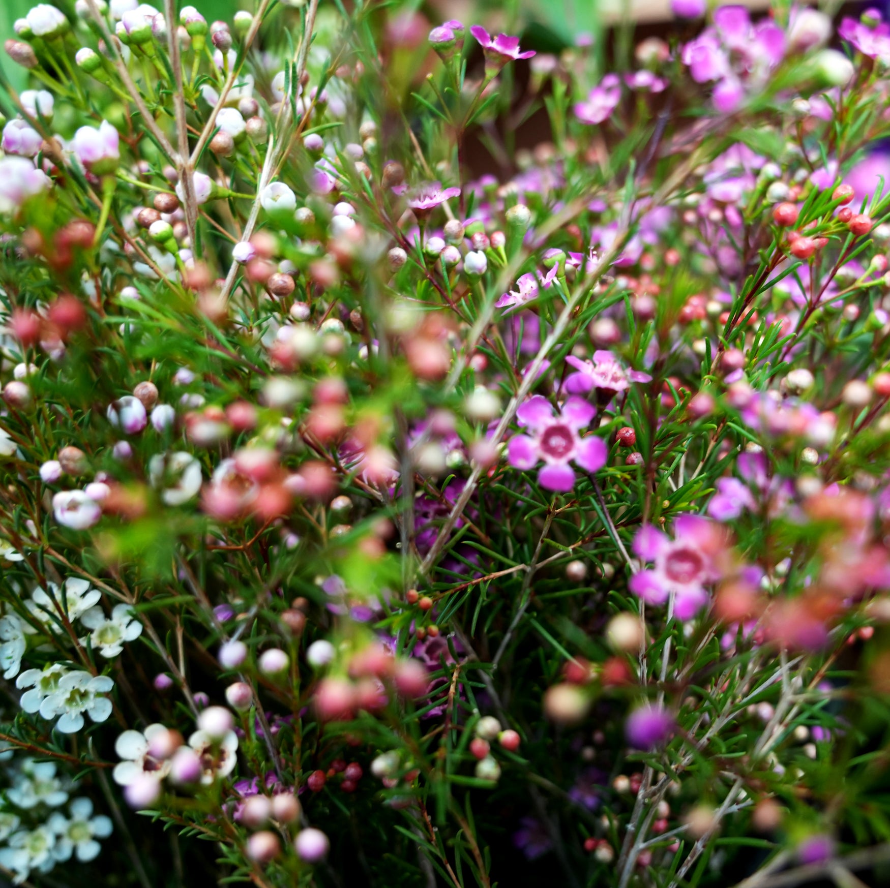 pemberton valley nurseries, pemberton flowers, pemberton plants, pemberton trees
