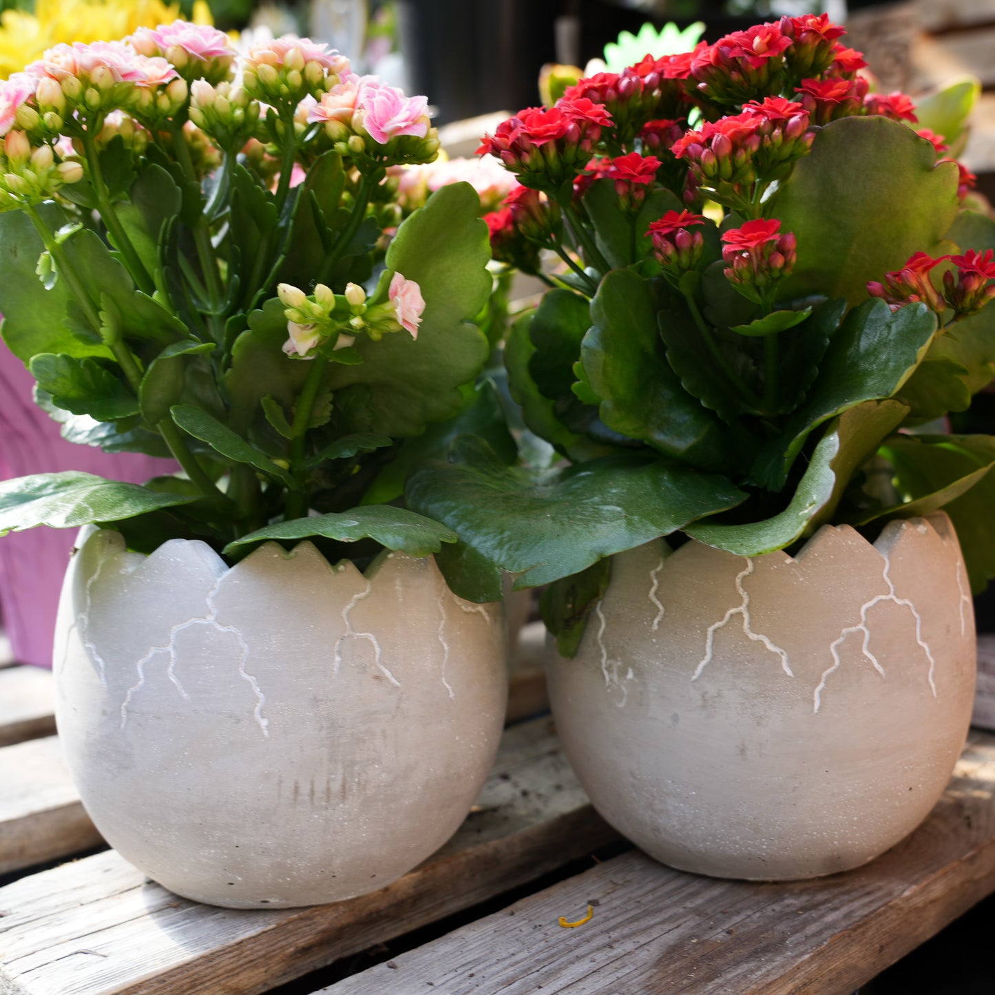 Easter Pots