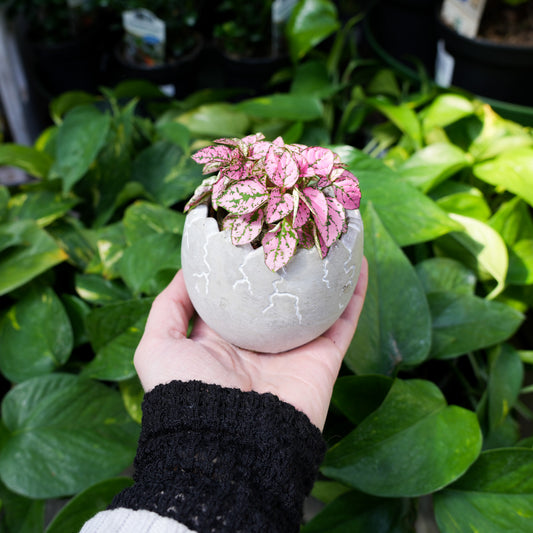 Easter Pots