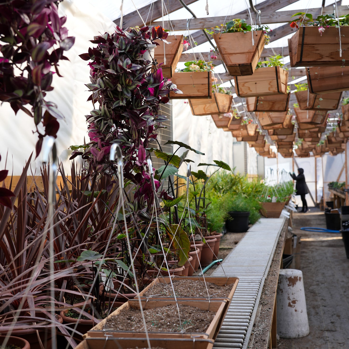 Cedar Baskets