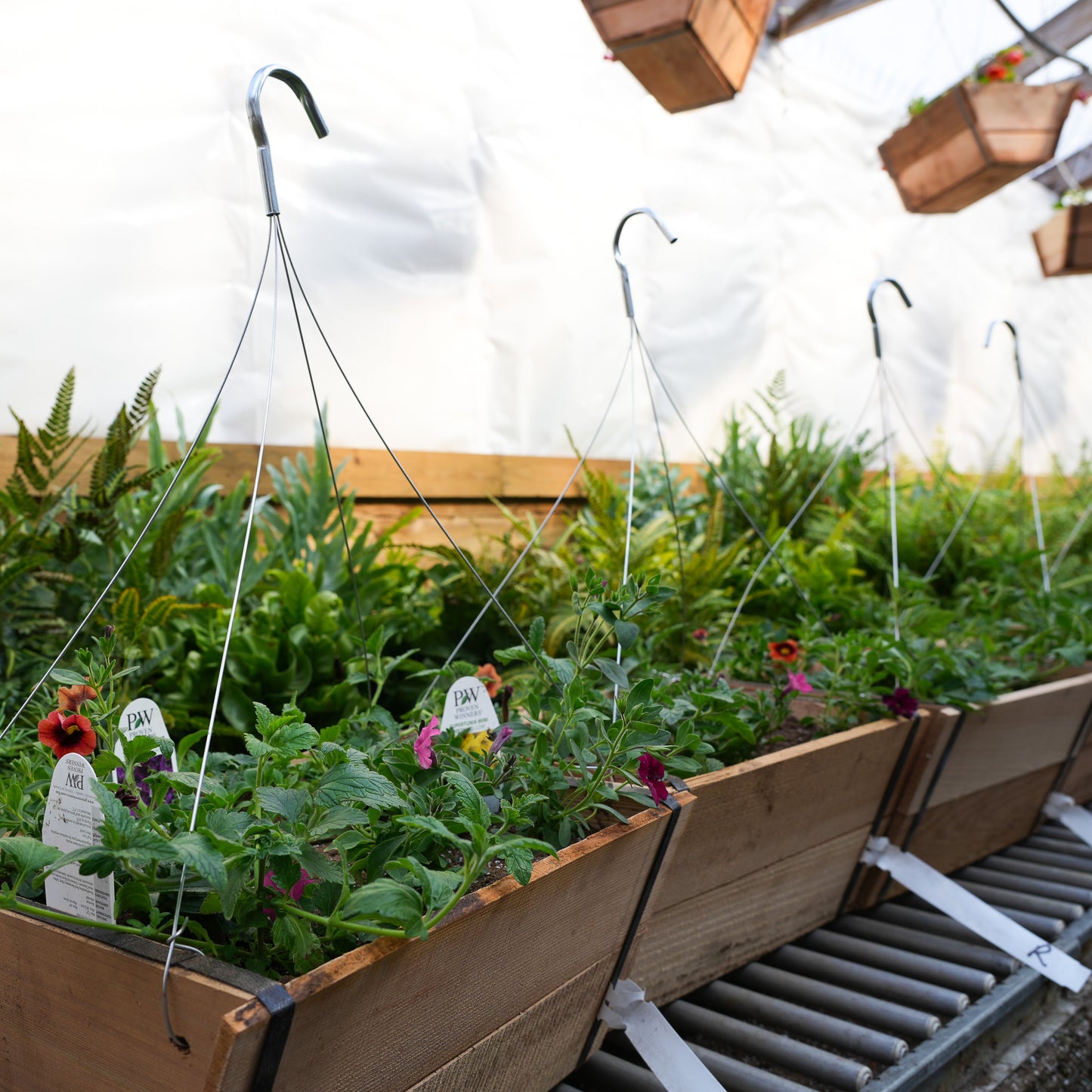 Cedar Baskets