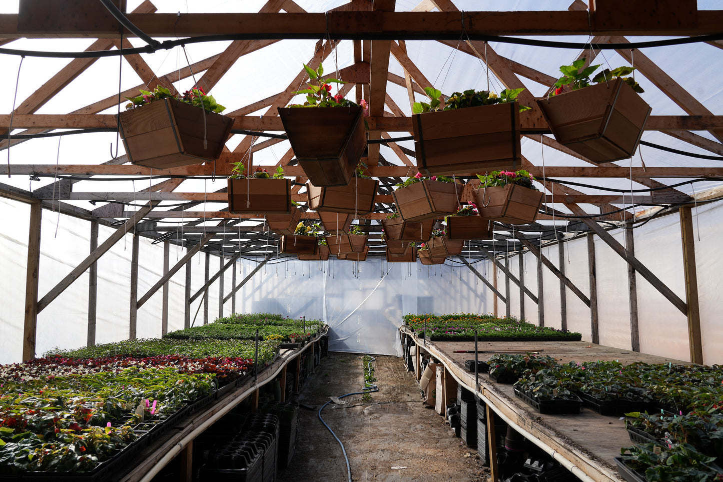 Cedar Baskets